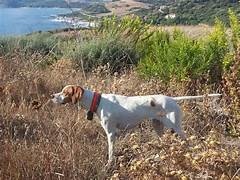 photo chien: Braque Saint Germain